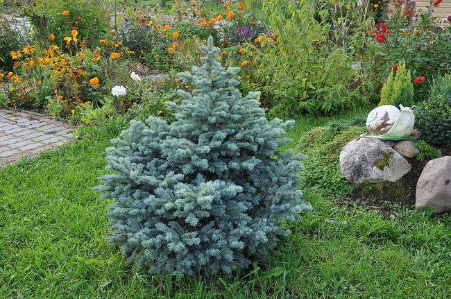 Ель карликовая Glauca Globosa