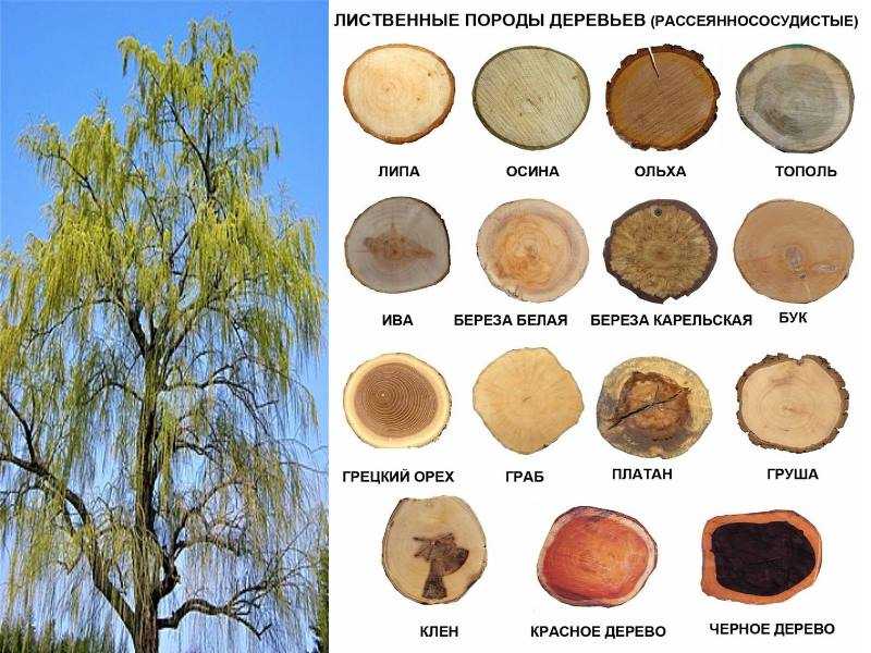бревенчатые домики