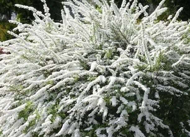 Spiraea