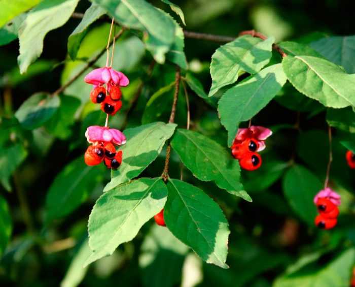 Birchletum brodate