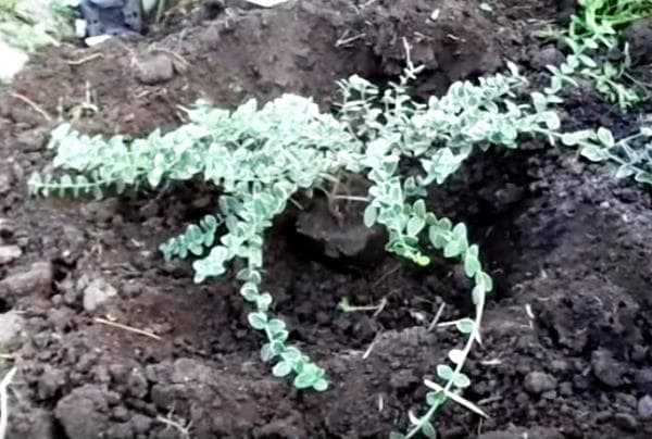 Пересадка березы весной