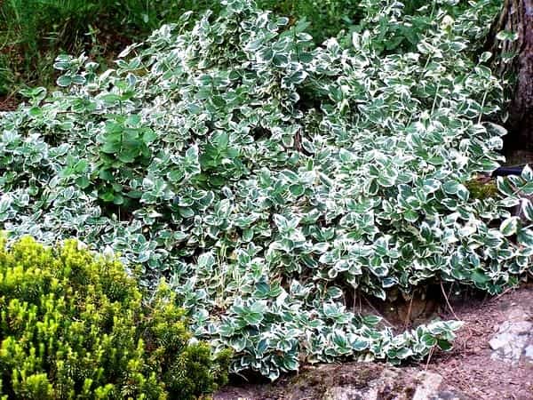 Euonymus