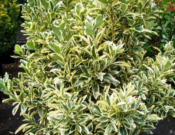 Euonymus-Japonicus