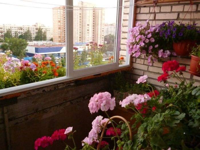 пример: красивые цветы на карнизах балконов