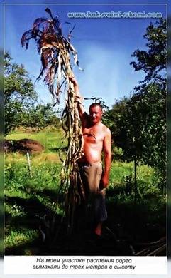 веник из сорго своими руками