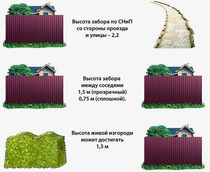Хвойные деревья у забора