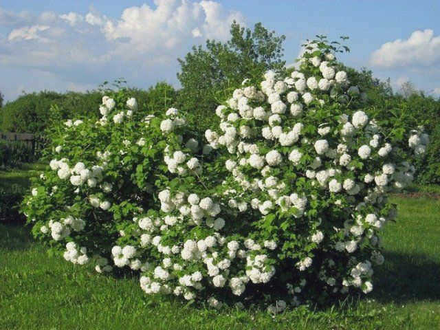 Малина Бульденеж