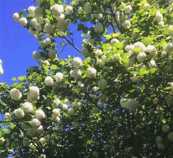 Бульденеж лучше всего цветет на открытых, солнечных местах. Фотографии автора