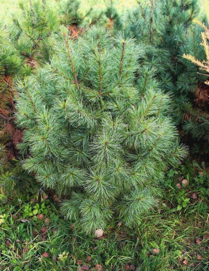 Корейский кедр