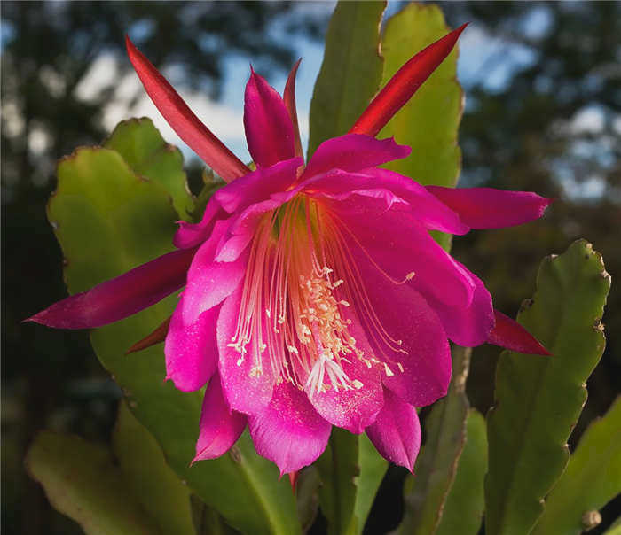 LoveCactus.ru