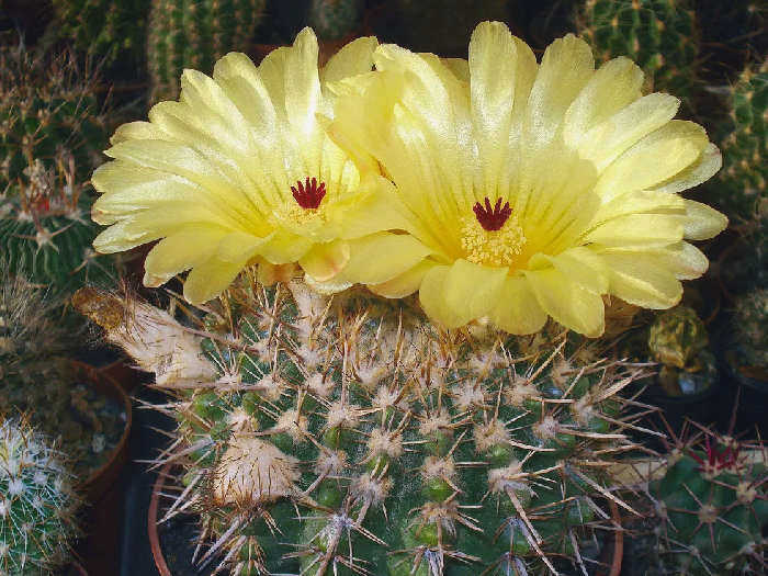 Discocactus