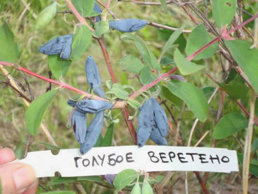 Жимолость сорта Голубое веретено