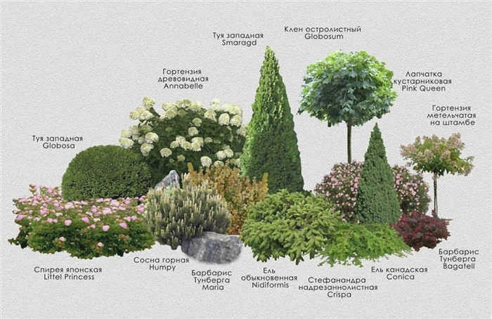 Схема посадки клумбы