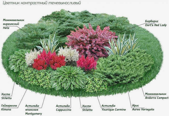 Схема посадки клумбы