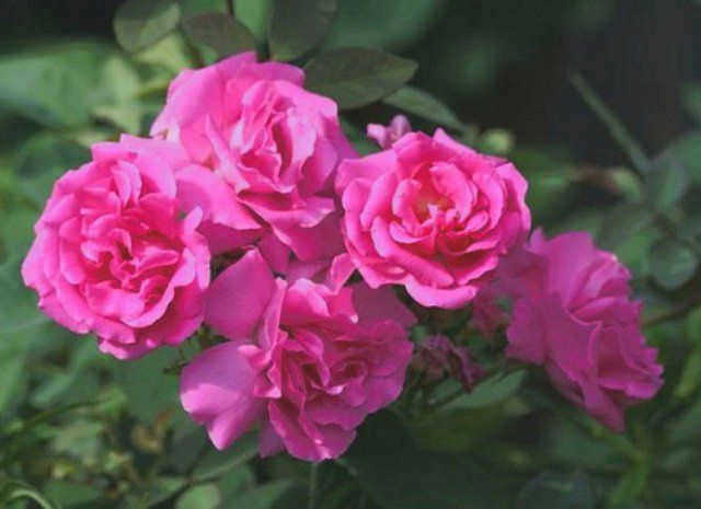 Роза Zephyrin Drouhin 