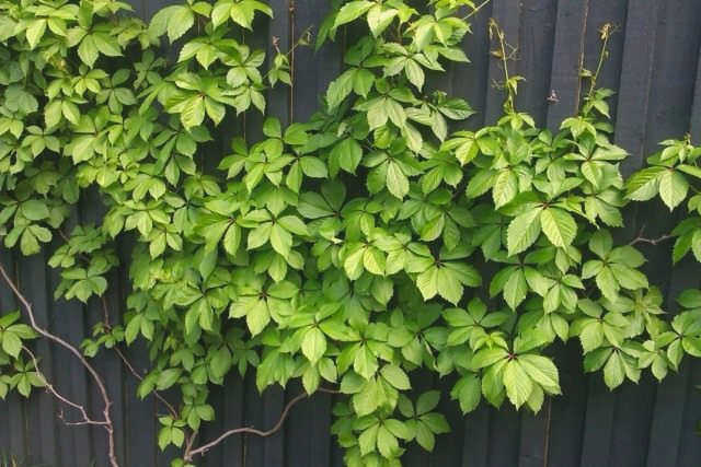 Виргинская лоза (Parthenocissus)