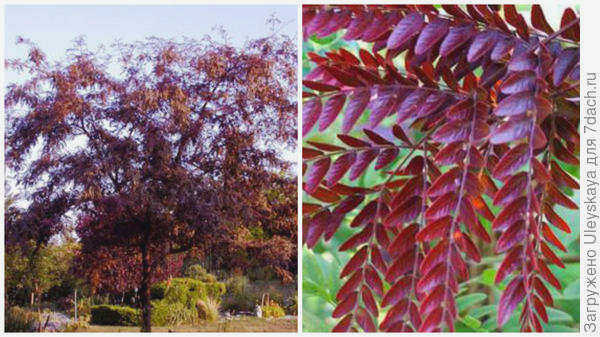Гледичия трехцветная (Rubylaceae gleditsia tricolor), вид снаружи. Фото с сайта ru.pinterest.com. Листья растения крупным планом. Фото с сайта connonnurseries.com.
