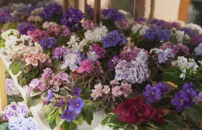 фиалки