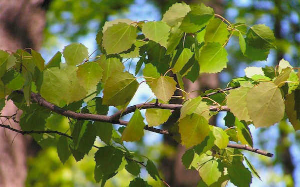 Тополь (осина) (Populus tremula)