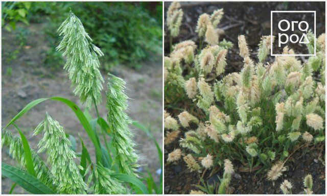 Ламаркия золотистая (Lamarquia goldenis)