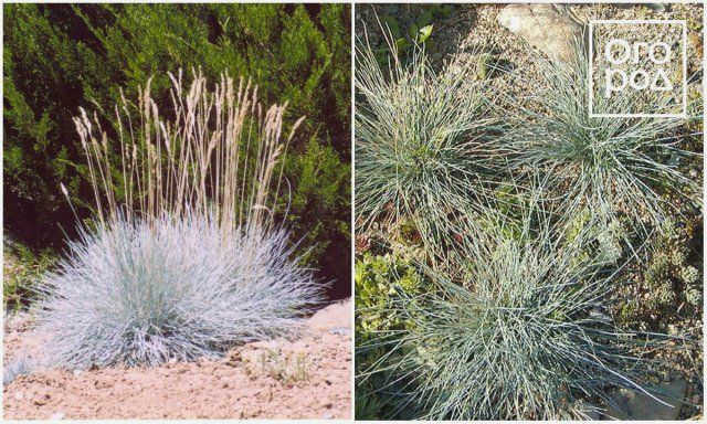 Овсяница (Fescue)