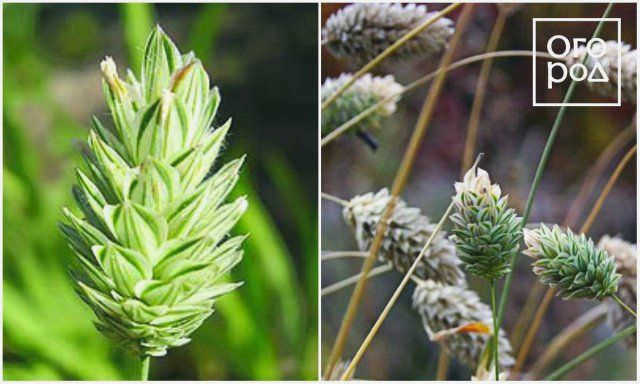 Канареечная трава (Phalaris canarias) 