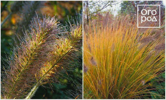 Pennisetum lycotailedum