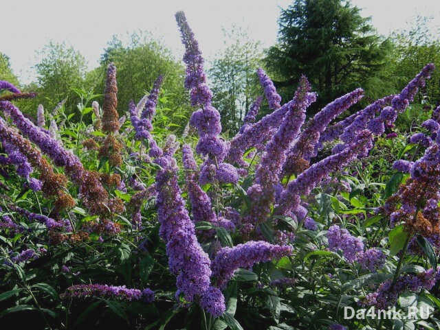 Самые красивые многолетние кустарники для сада