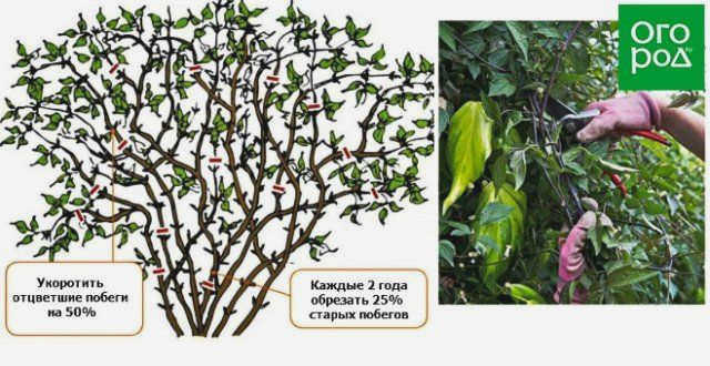 Обрезка клематиса в грозди 1.