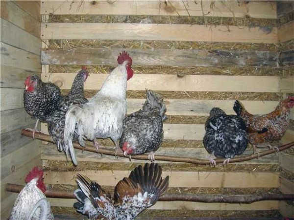 Закрепите обычные толстые ветки - вот вам и насест для кур. Более чем достаточно для курятника на даче