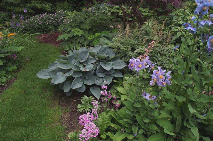Landscapers-iz-mnogoletnikov-photo-video-shemy-beds-video-klumb-i-tsvetov-7
