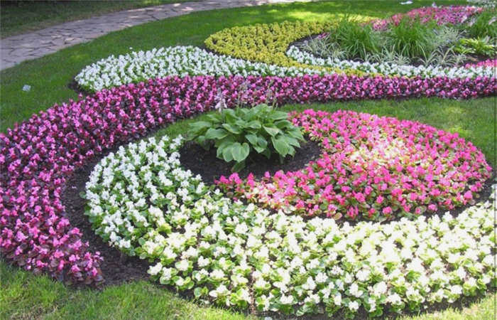 Цветы для сада