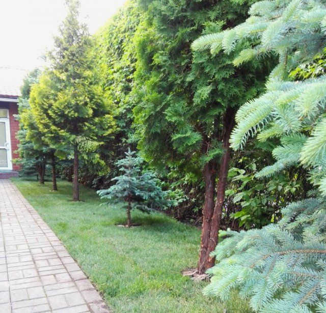 Хвойные деревья на газоне