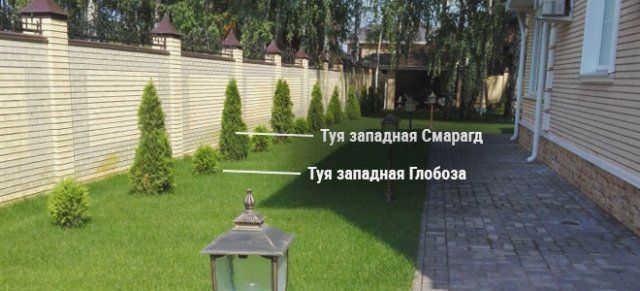 Посадка туи на газоне
