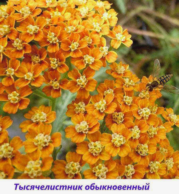 Тысячелистник.