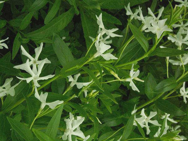 Перистощетинник травянистый (Vinca herbacea) &amp;amp;amp;#39;Alba&amp;amp;amp;#39;