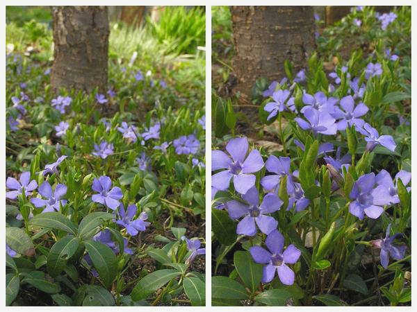 Барвинок обыкновенный (Vinca minor) - это растение, которое труднее искоренить, чем посадить.