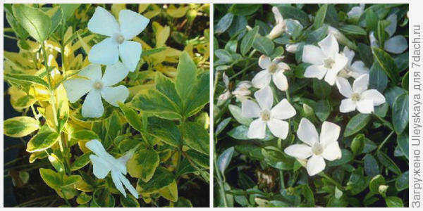 Перистощетинник обыкновенный Alba variegata. Фото с сайта perryhillnurseries.co.uk. Маленькая кефаль Гертруды Джекилл. Фото с сайта rhs.org.uk.