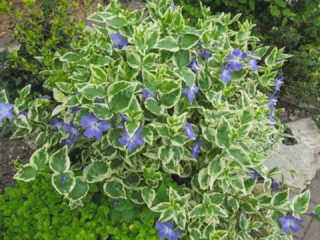 Перистощетинник большой (Variegata): описание ботанического сорта, выращивание