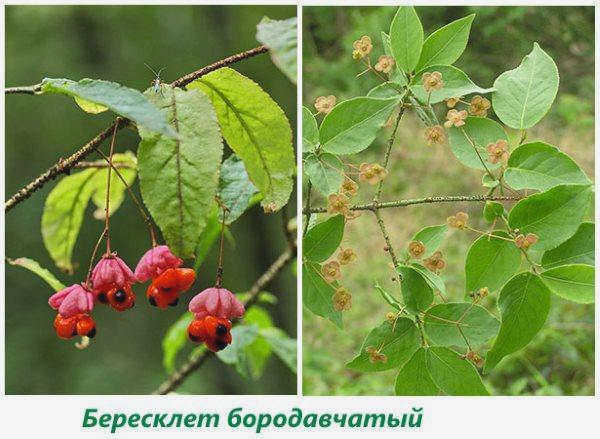 Бородавчатая береза