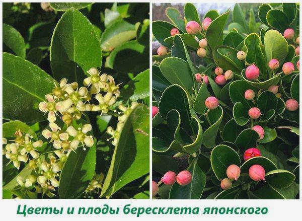 Цветы и плоды японской березы