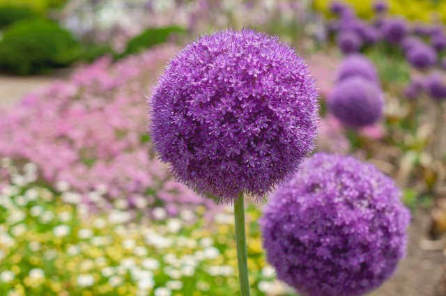 Allium