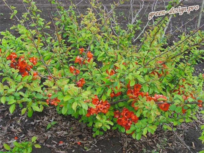 Фото молодых кустов японской сирени