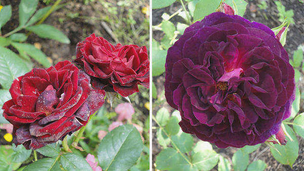 Розы с темными цветами страдают от полуденного солнца. Black Baccara (Meilland) слева и Munstead Wood (D. Austin) справа. Фото автора