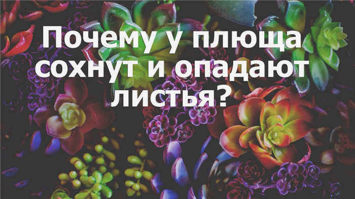 Почему листья плюща вянут и опадают?