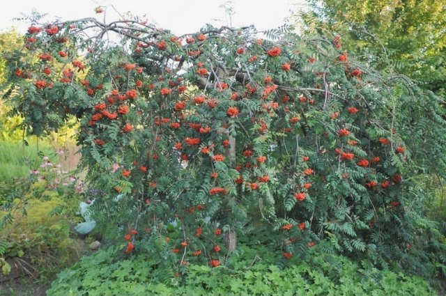 Деревья с плакучими, колючими кронами для сада