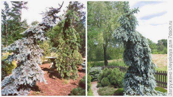 Ель колючая Pendula, слева. Фото с сайта conifersociety.org. Ель колючая Glauca Pendula. Фото с сайта taigatree.ru.