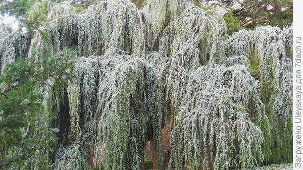 Атласный кедр Glauca Pendula, фото автора