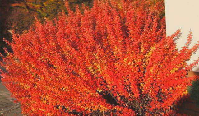 Berberis tundra Red Rocket 