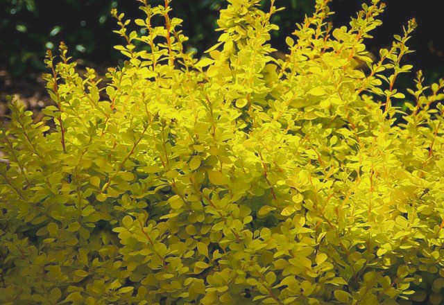 Berberis tunberga Atropurpurea Nana